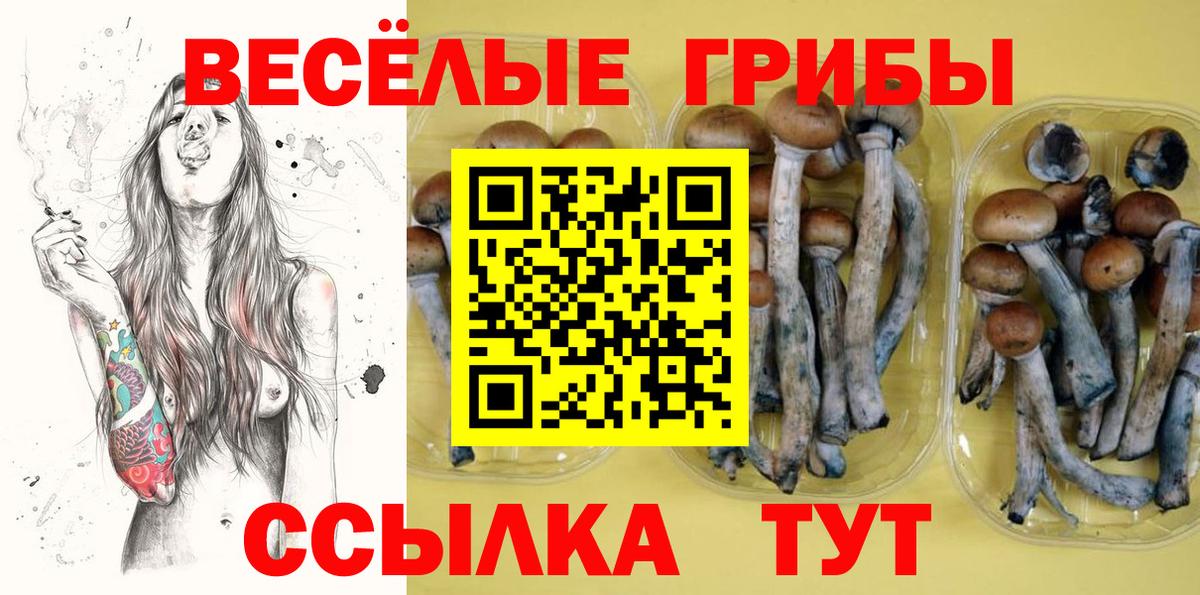 Камень-на-Оби  Псилоцибиновые грибы прущие грибы  Вход с VPN 